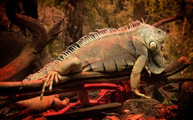 Iguana, tree HD wallpaper