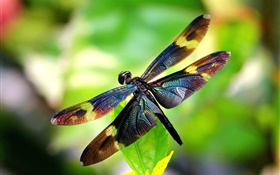 Insect close-up, dragonfly, wings, bokeh HD wallpaper