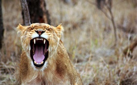 Lion yawn, sharp teeth HD wallpaper