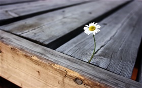 Loneliness flower, wood board HD wallpaper