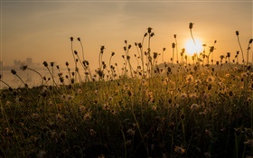 Morning, grass, sunrise HD wallpaper