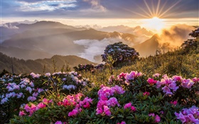 Morning landscape, sunrise, mountains, flowers, clouds HD wallpaper