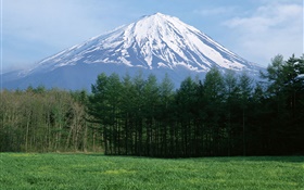 Mount Fuji, snow, forest, grass, Japan HD wallpaper