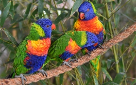 Multicolor lorikeet, parrots, three birds HD wallpaper