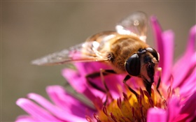 Pink petals flower, insect bee, pistil HD wallpaper