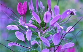 Plant macro, leaves, purple flowers