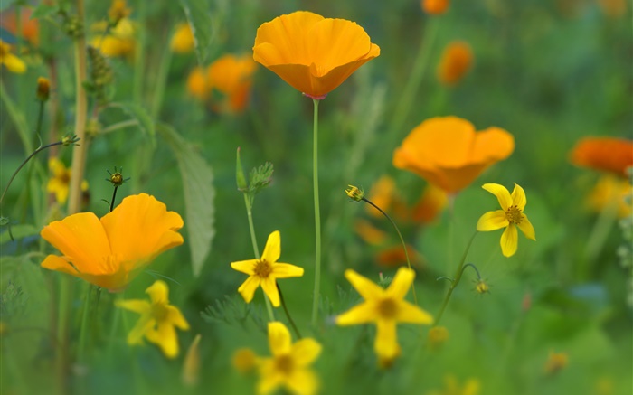 Poppy flowers, yellow wildflowers, grass Wallpapers Pictures Photos Images