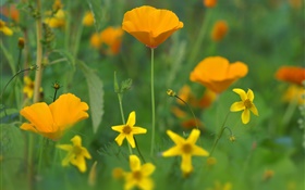 Poppy flowers, yellow wildflowers, grass HD wallpaper