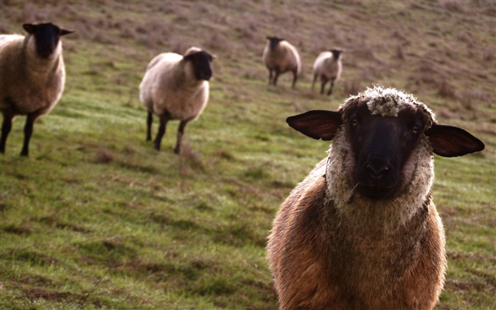 Sheep, meadow, animals close-up Wallpapers Pictures Photos Images
