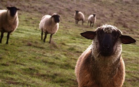 Sheep, meadow, animals close-up HD wallpaper