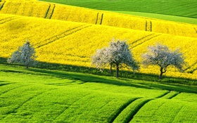 Spring beautiful rapeseed field, yellow and green, trees, Germany HD wallpaper