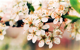 Spring flowers bloom, branches, bokeh HD wallpaper