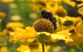Spring, yellow flowers, bee, insect HD wallpaper