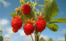 Strawberries, plants, fruit HD wallpaper