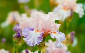 Summer, flowers bloom HD wallpaper