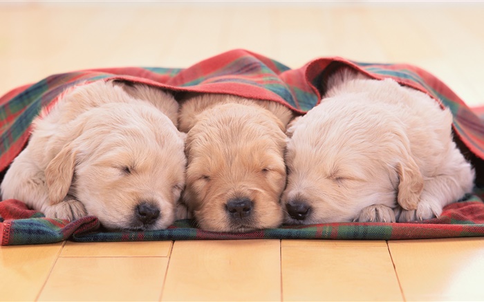 Three puppies sleeping Wallpapers Pictures Photos Images