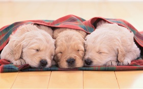 Three puppies sleeping HD wallpaper