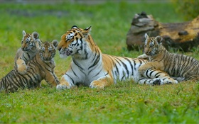 Tigers family, grass, big cats HD wallpaper
