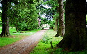 Trees, road, grass, summer HD wallpaper