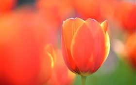 Tulip macro photography, orange flower