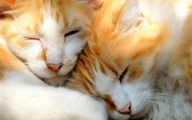 Two kittens sleeping HD wallpaper