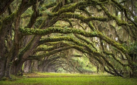 USA, South Carolina, Charleston, oak trees, alley, moss HD wallpaper