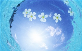 White flowers in water, blue sky, sun, Maldives HD wallpaper