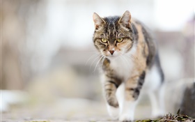 Yellow eyes cat walks HD wallpaper