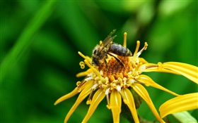 Yellow flower petals, pistil, insect bee