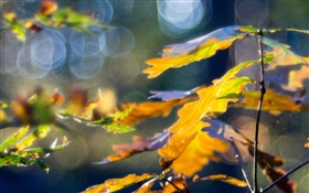 Yellow leaves, autumn, bokeh HD wallpaper