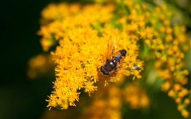 Yellow little flowers, bee, bokeh