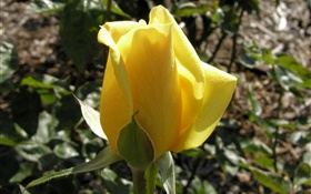Yellow rose flower bud HD wallpaper