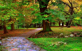 Autumn park, trees, walkway, leaves HD wallpaper