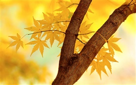Autumn, yellow leaves, tree branch HD wallpaper