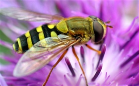 Bee macro photography, pink flower HD wallpaper