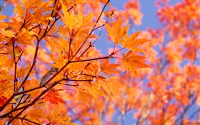 Branches, red maple leaves, autumn HD wallpaper