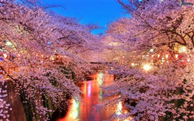 Cherry flowers at night, river, lights HD wallpaper
