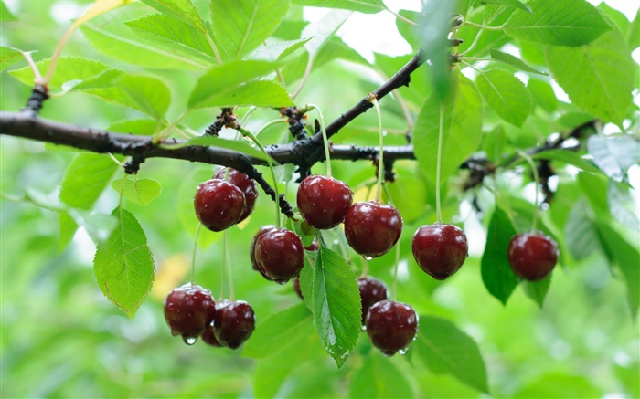 Cherry trees, red cherries, twigs, water drops Wallpapers Pictures Photos Images