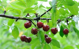 Cherry trees, red cherries, twigs, water drops HD wallpaper