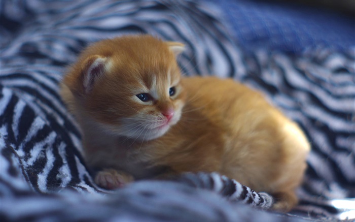 Cute kitten baby in bed Wallpapers Pictures Photos Images