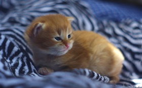 Cute kitten baby in bed HD wallpaper