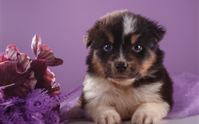 Cute puppy and flowers HD wallpaper