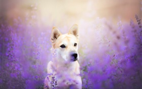Dog front view, flowers field HD wallpaper