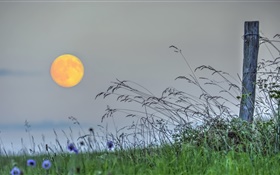 Fence, grass, sun, dusk HD wallpaper