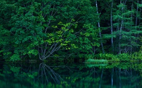 Forest, trees, thicket, lake HD wallpaper