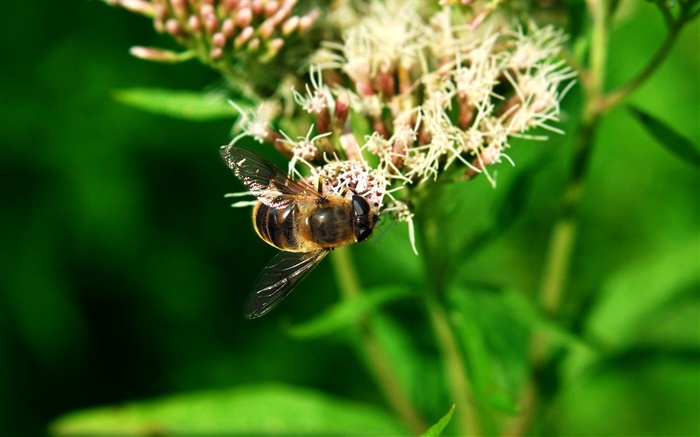 Insect bee, green leaves Wallpapers Pictures Photos Images