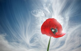 One red poppy flower, sky, clouds HD wallpaper