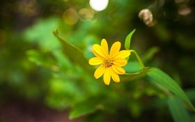 One yellow flower close-up, green bokeh HD wallpaper