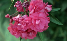 Pink oleander flowers HD wallpaper