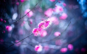 Pink plum flowers